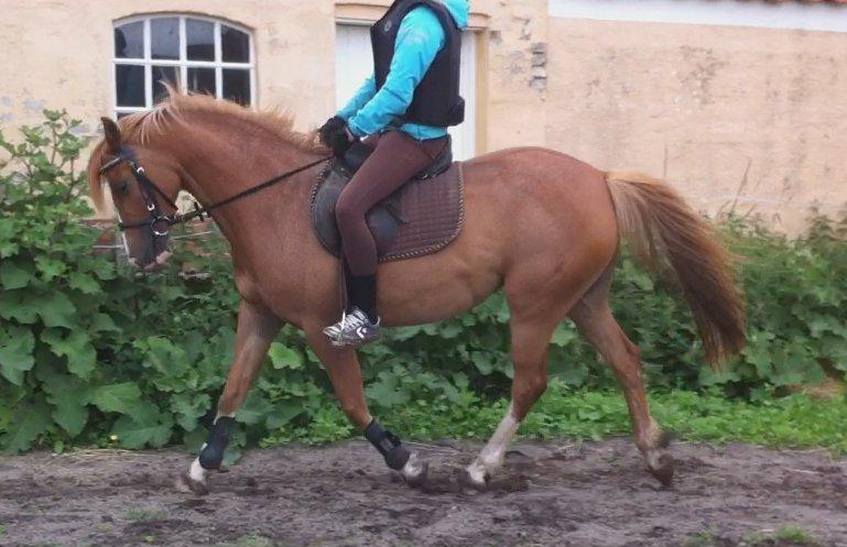 DSP Amanda af Bakholm - 23.06.2013 billede 14