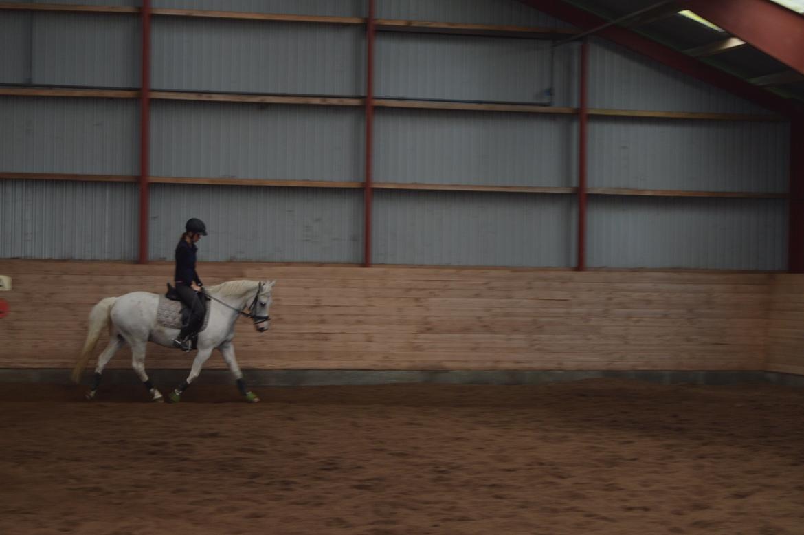 Anden særlig race Albert billede 10