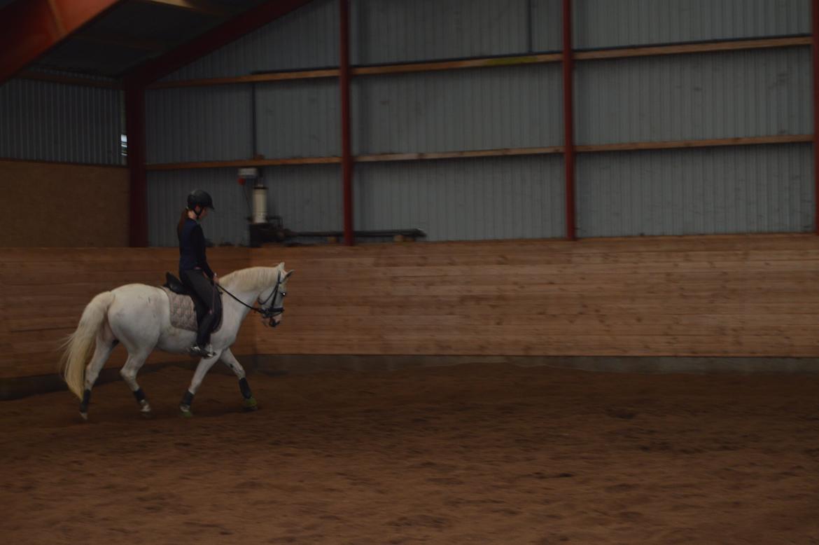 Anden særlig race Albert billede 4