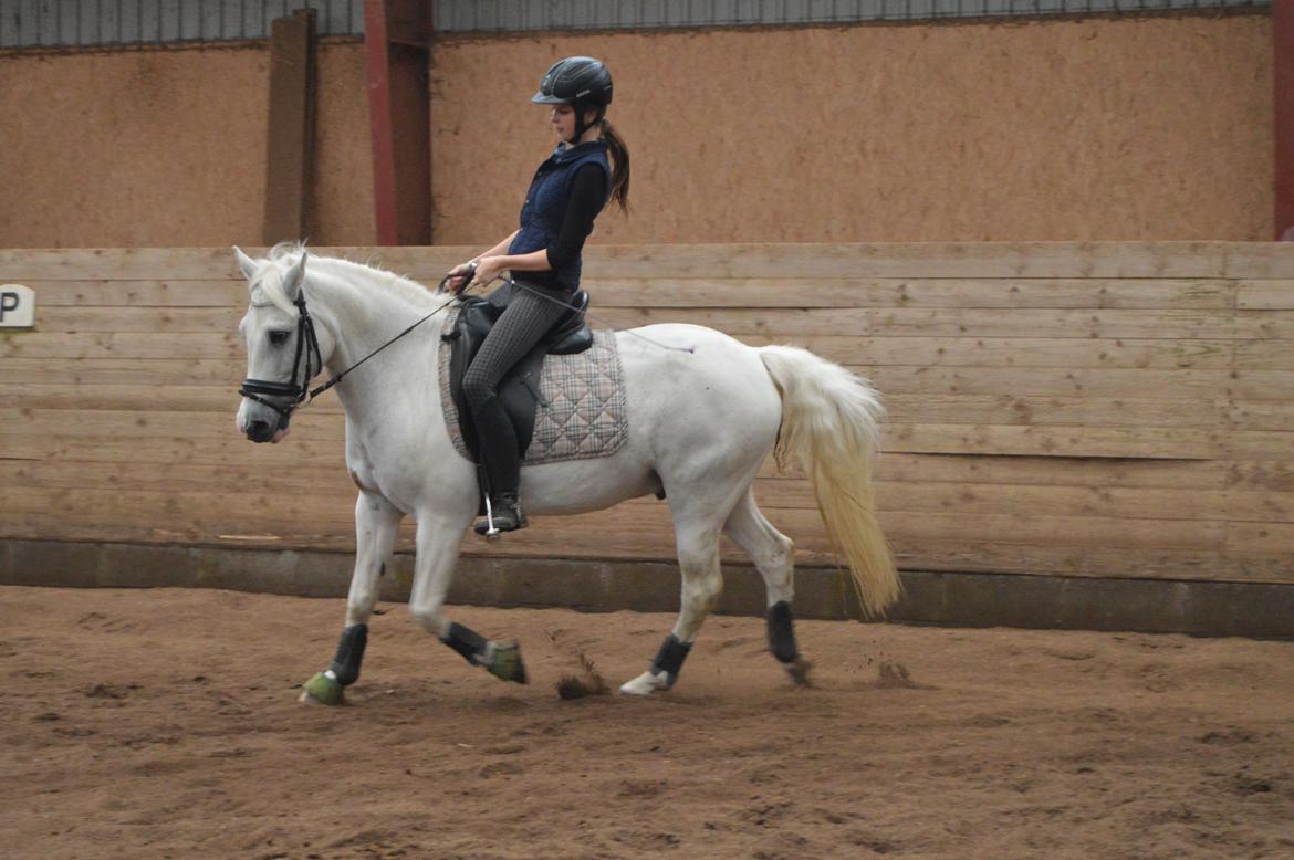 Anden særlig race Albert billede 5