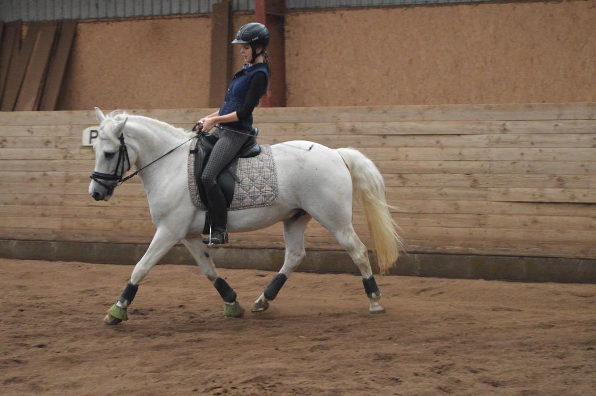Anden særlig race Albert billede 6