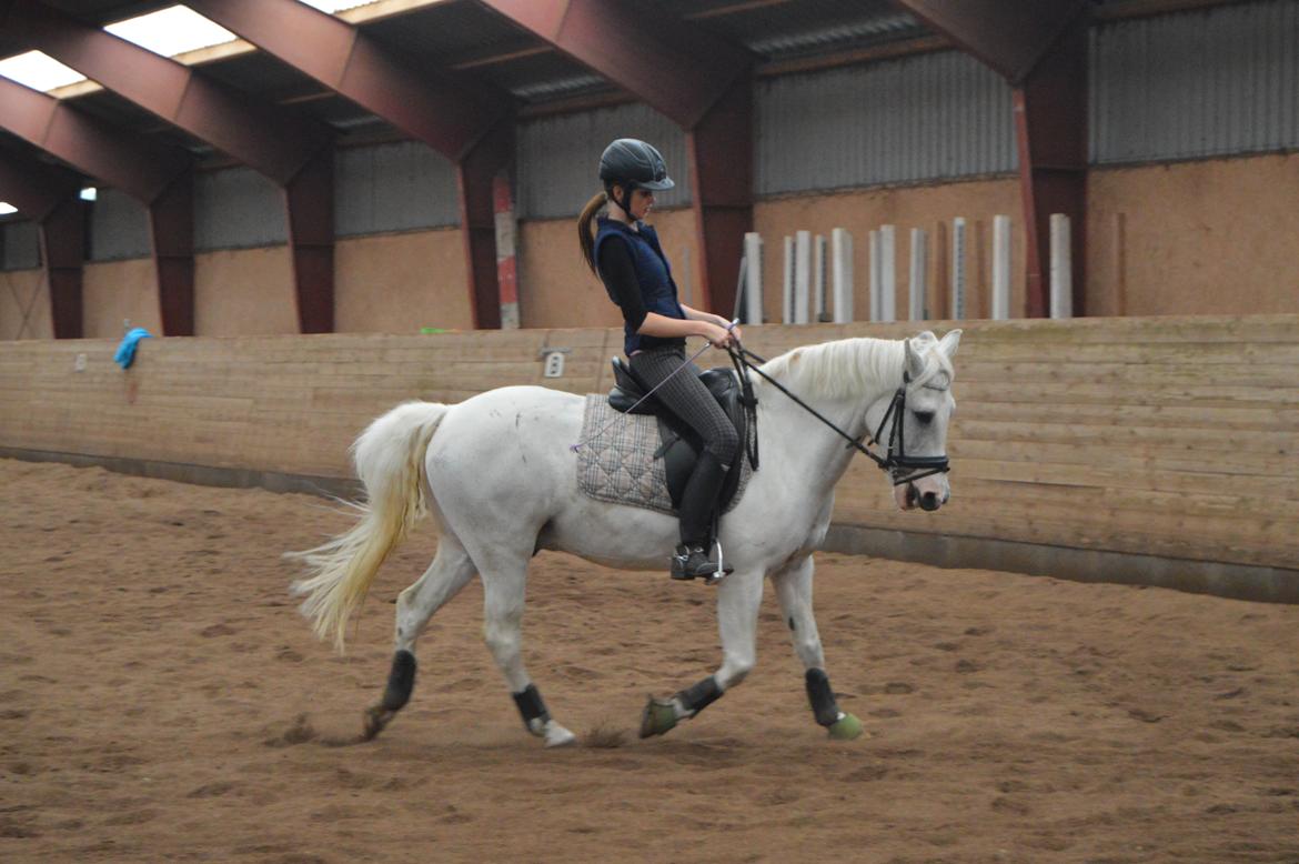 Anden særlig race Albert billede 8