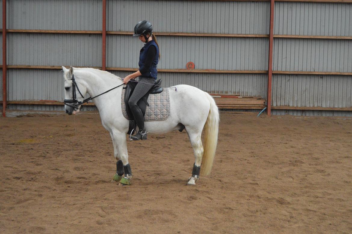 Anden særlig race Albert billede 9