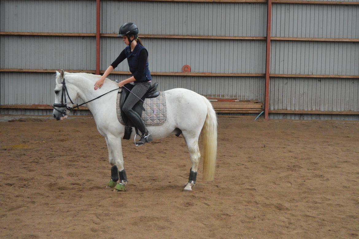 Anden særlig race Albert billede 14