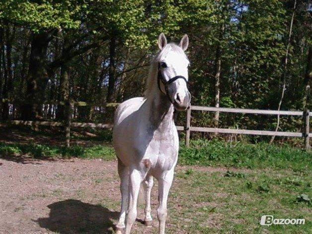 Anden særlig race Albert billede 11