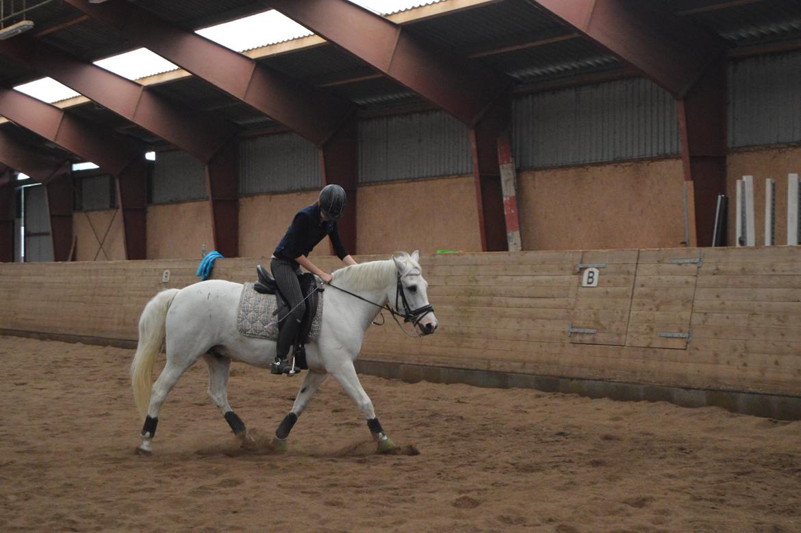 Anden særlig race Albert billede 13