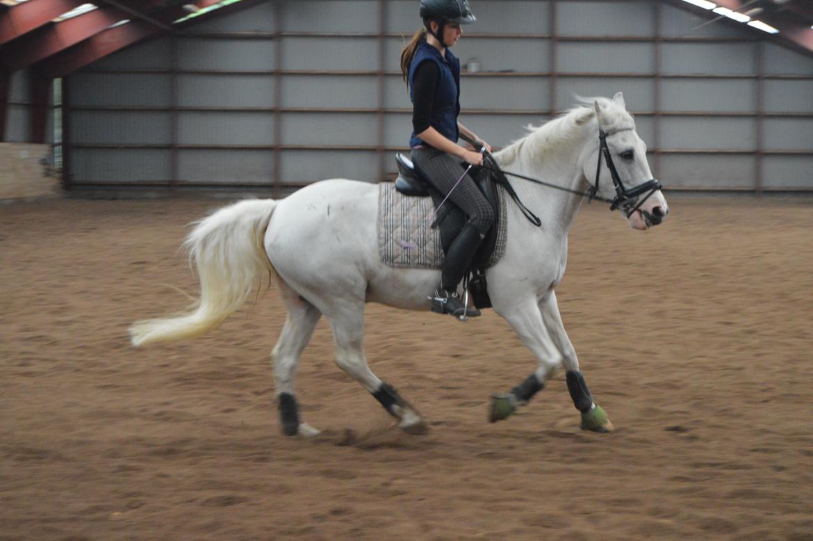 Anden særlig race Albert billede 12
