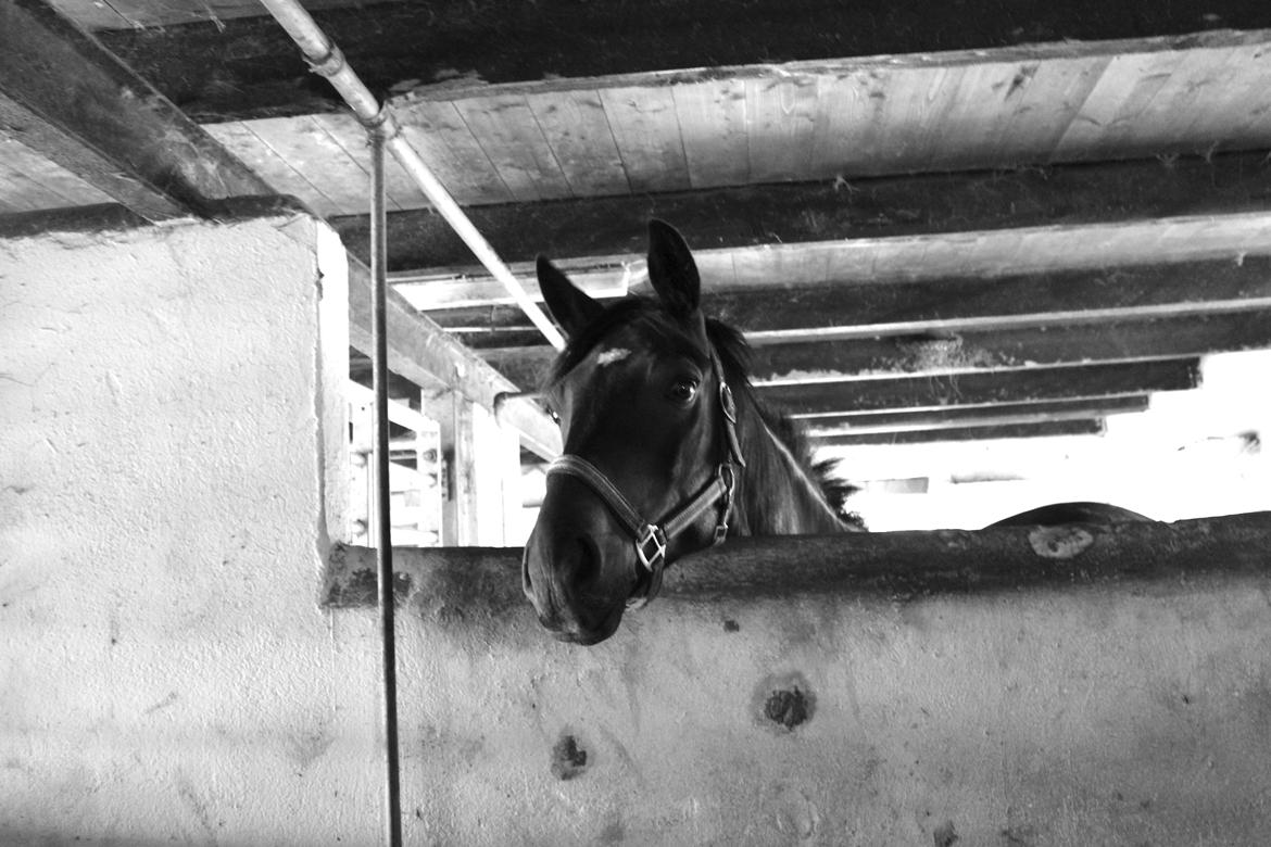 Anden særlig race Pondus billede 15