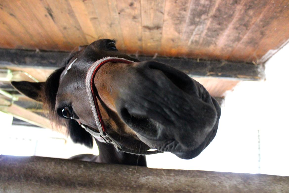 Anden særlig race Pondus - Fjollede pony.. billede 9