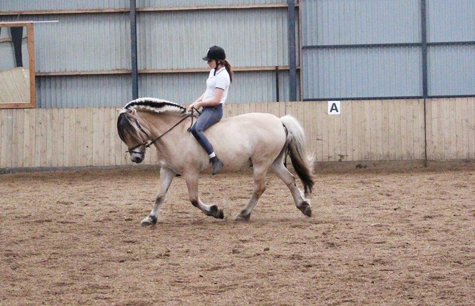 Fjordhest TOT - Sidste ridning på Aalestrup naturefterskole, så selvfølgelig skal der hygges :) hvor er han bare bleven dygtig på det her år :) billede 18