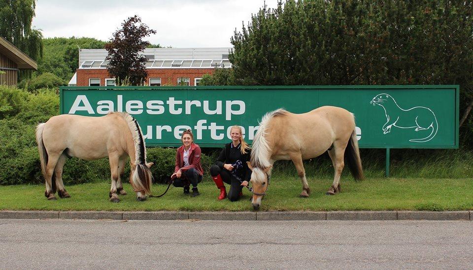 Fjordhest TOT - Fjordbolle Teamet :) Tot og Casper :)  billede 20