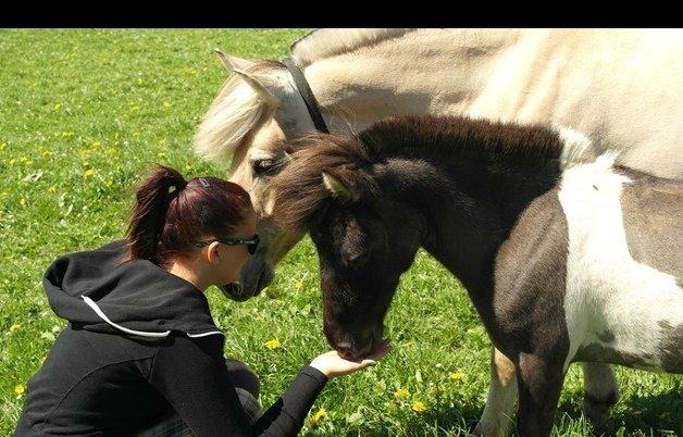 Shetlænder Dimba - Lille'fis  billede 12