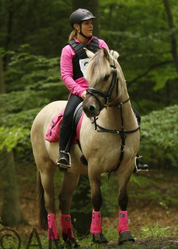 Fjordhest Imke billede 8