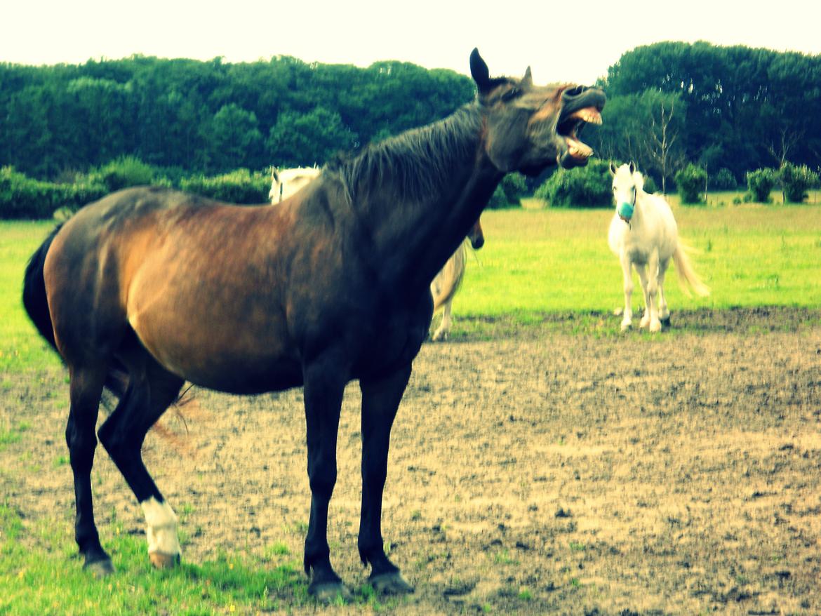 Dansk Varmblod Nygaards Michado - GAAB billede 7