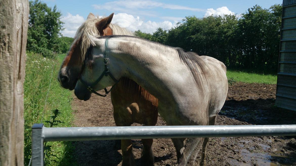 Arabisk fuldblod (OX) Talib Al-Bait (R.I.P) billede 1