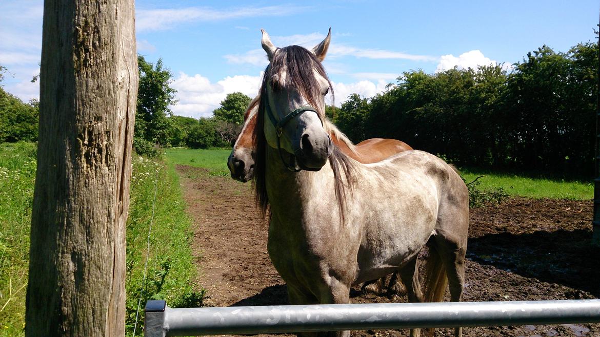 Arabisk fuldblod (OX) Talib Al-Bait (R.I.P) billede 2