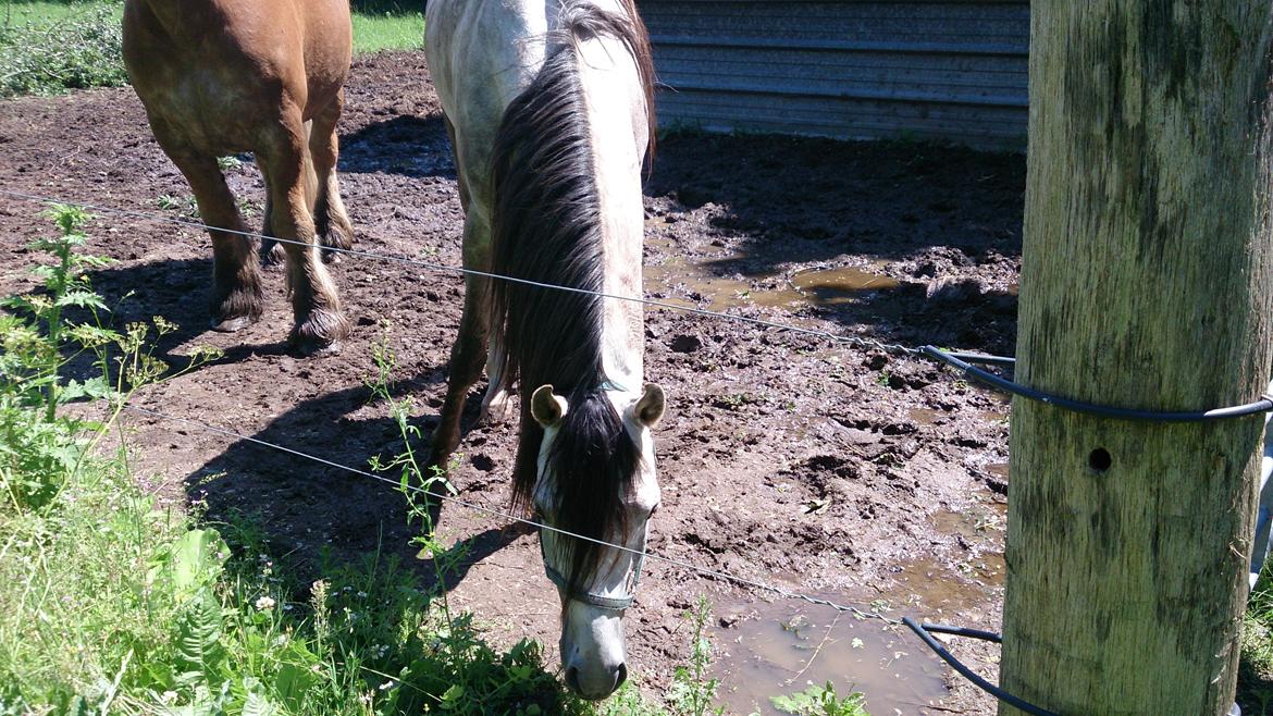 Arabisk fuldblod (OX) Talib Al-Bait (R.I.P) billede 3