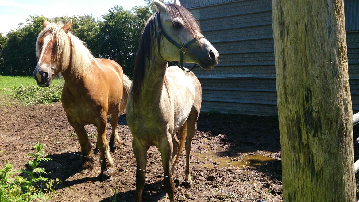 Arabisk fuldblod (OX) Talib Al-Bait (R.I.P) billede 4