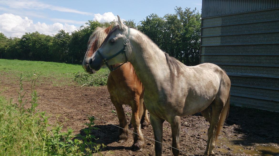 Arabisk fuldblod (OX) Talib Al-Bait (R.I.P) billede 6