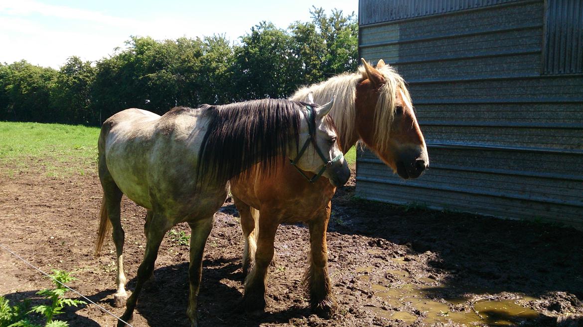 Arabisk fuldblod (OX) Talib Al-Bait (R.I.P) billede 7