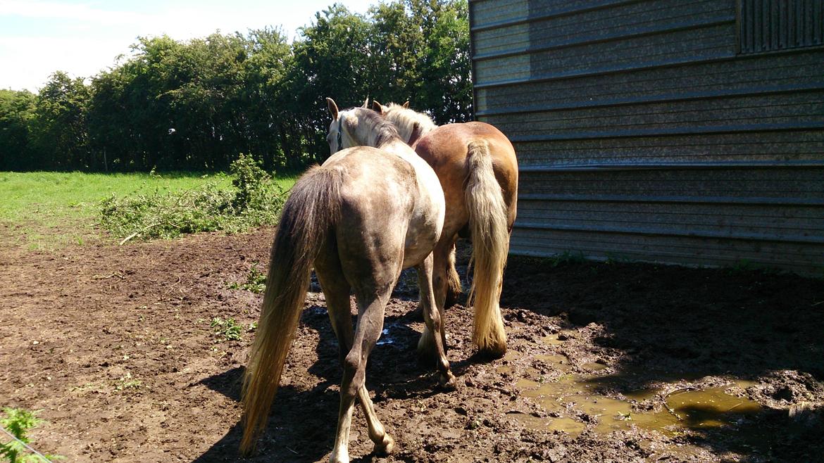 Arabisk fuldblod (OX) Talib Al-Bait (R.I.P) billede 8