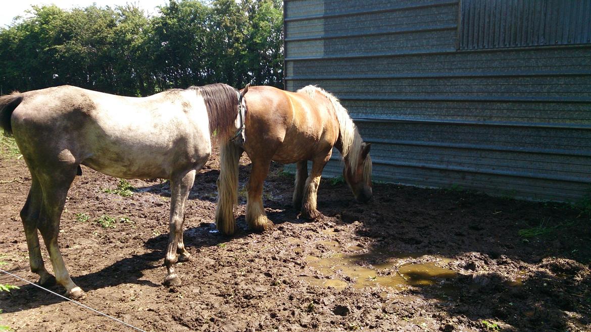 Arabisk fuldblod (OX) Talib Al-Bait (R.I.P) billede 9