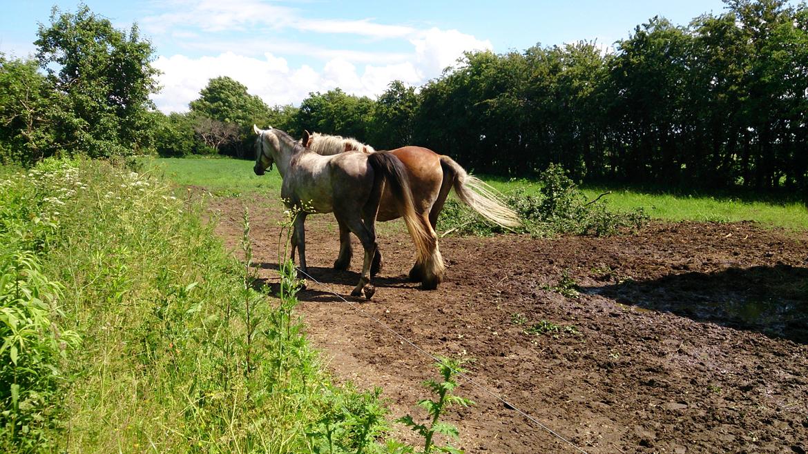 Arabisk fuldblod (OX) Talib Al-Bait (R.I.P) billede 10