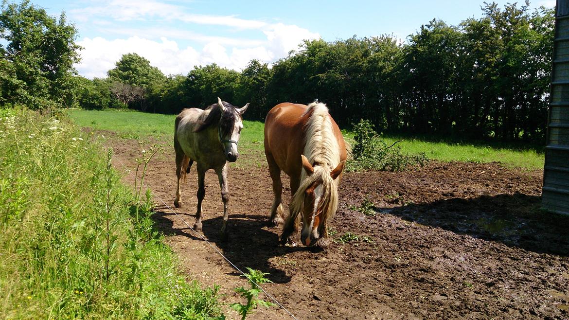 Arabisk fuldblod (OX) Talib Al-Bait (R.I.P) billede 11