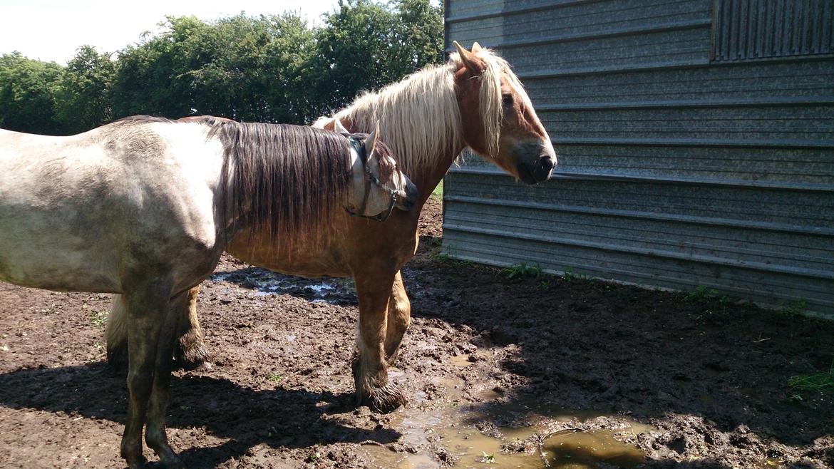 Arabisk fuldblod (OX) Talib Al-Bait (R.I.P) billede 12