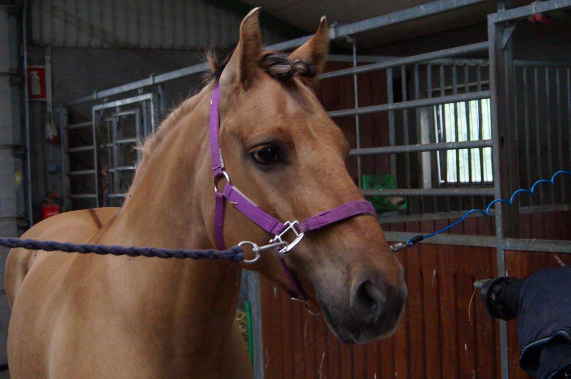 Anden særlig race Dumbledore  - Det der blik siger mere end 1000 ord!<3<3 billede 19