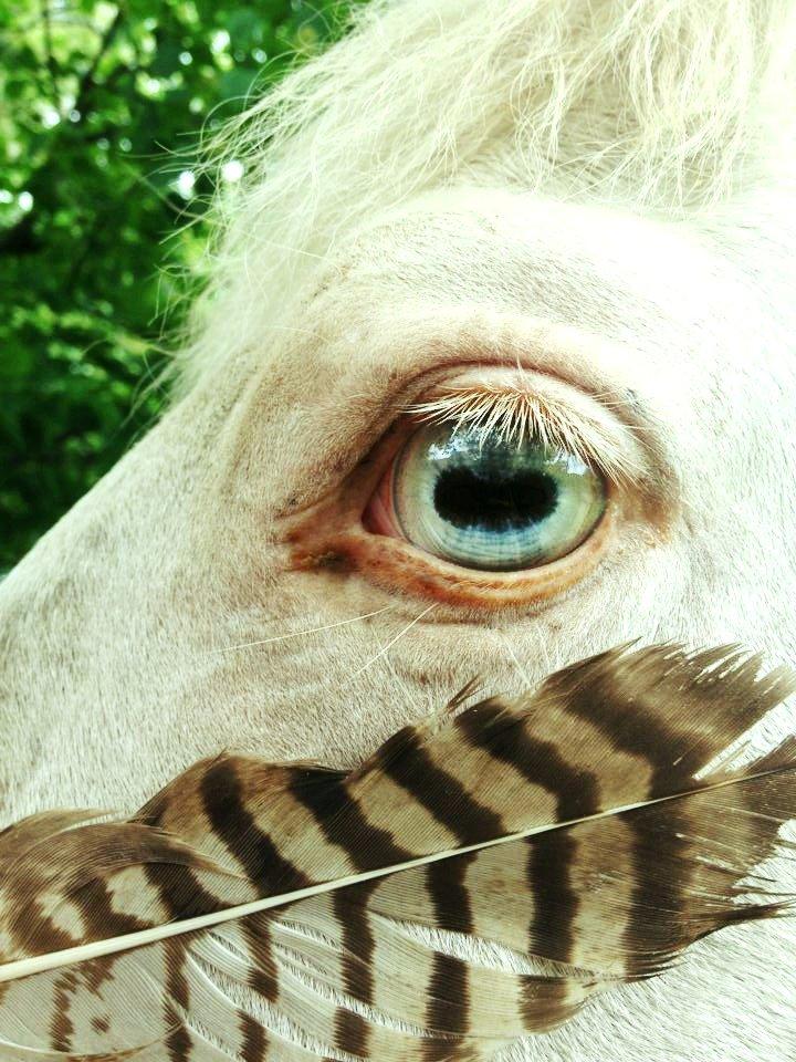 Anden særlig race Claus (Snowboy) billede 2