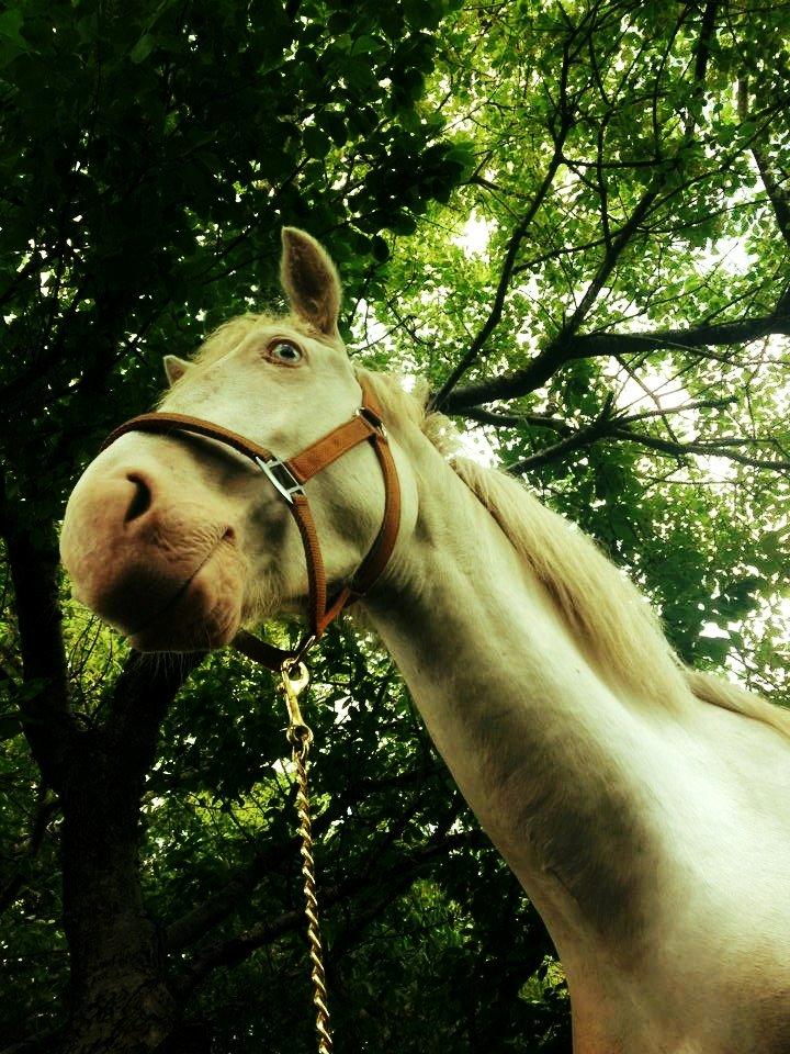 Anden særlig race Claus (Snowboy) billede 3