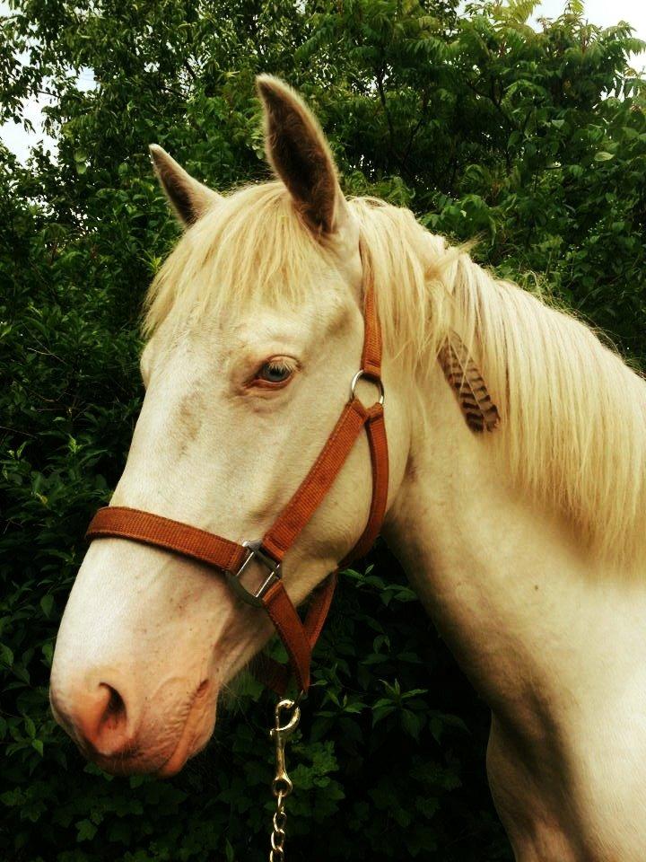 Anden særlig race Claus (Snowboy) billede 5