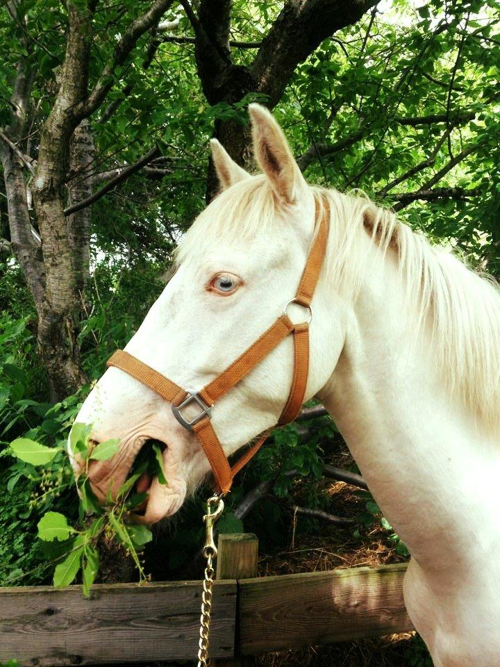 Anden særlig race Claus (Snowboy) billede 6