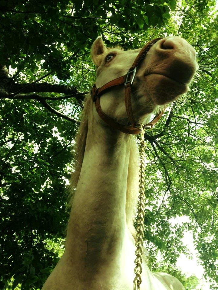 Anden særlig race Claus (Snowboy) billede 7