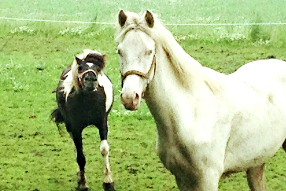 Anden særlig race Claus (Snowboy) billede 8