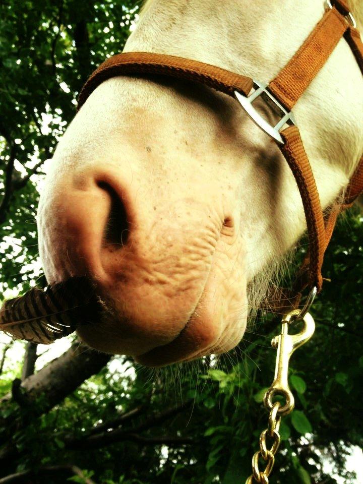 Anden særlig race Claus (Snowboy) billede 10