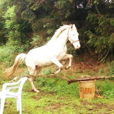 Anden særlig race Claus (Snowboy) billede 11