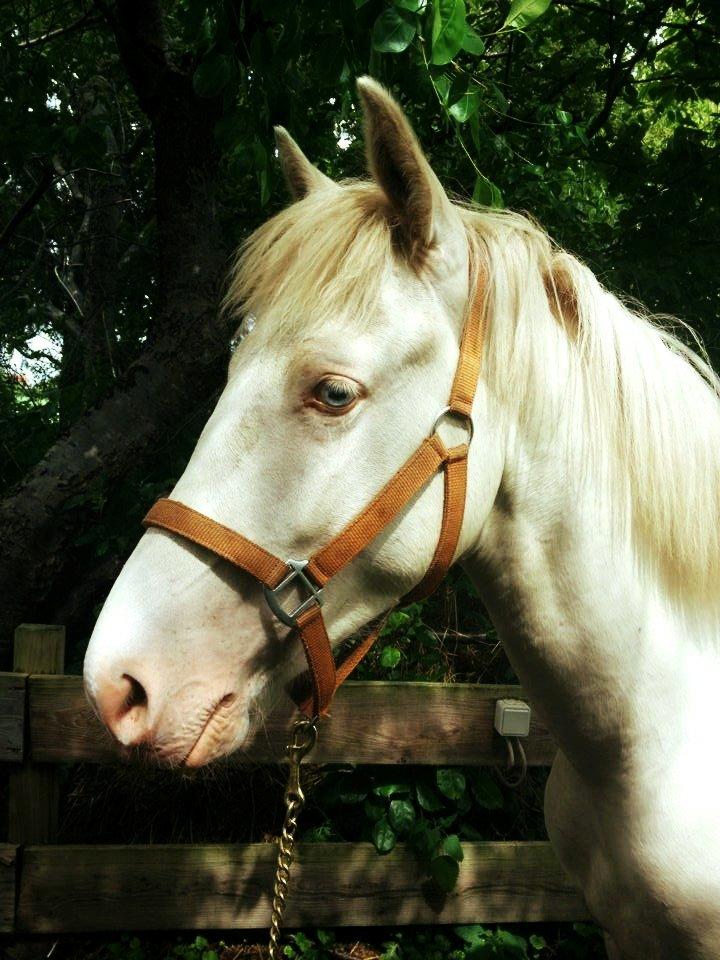 Anden særlig race Claus (Snowboy) billede 12