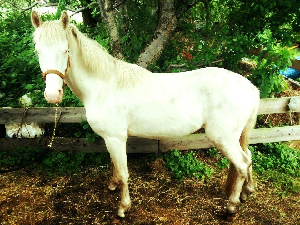 Anden særlig race Claus (Snowboy) billede 13