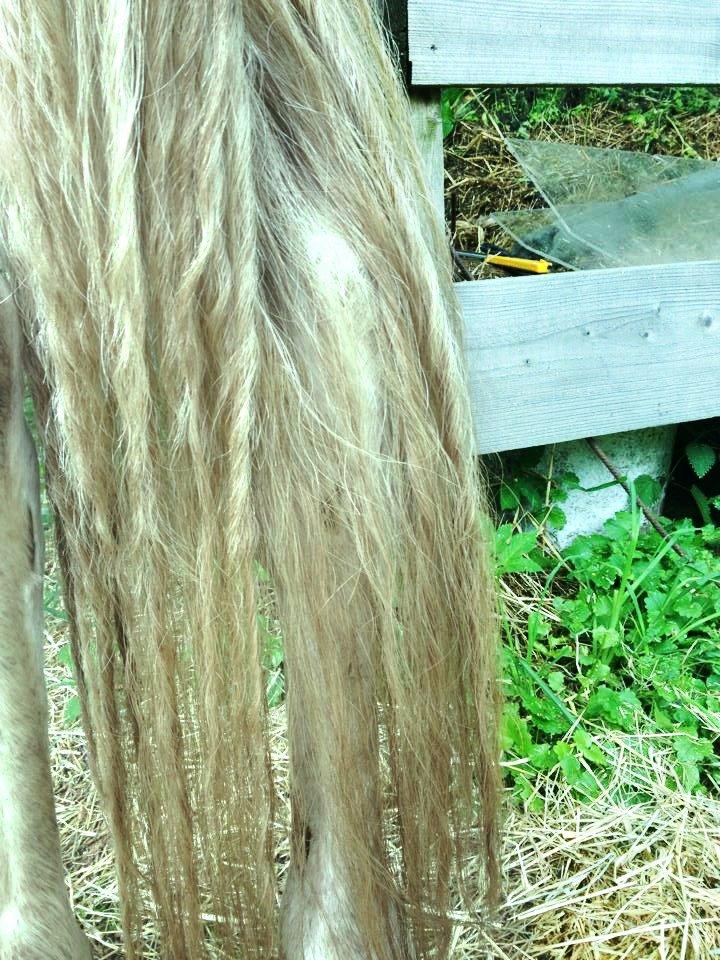 Anden særlig race Claus (Snowboy) billede 17