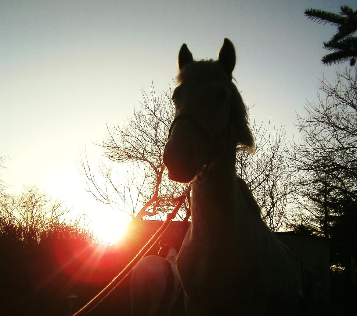 Anden særlig race Claus (Snowboy) billede 19