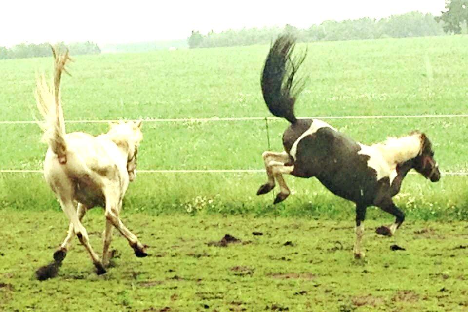 Anden særlig race Claus (Snowboy) billede 20