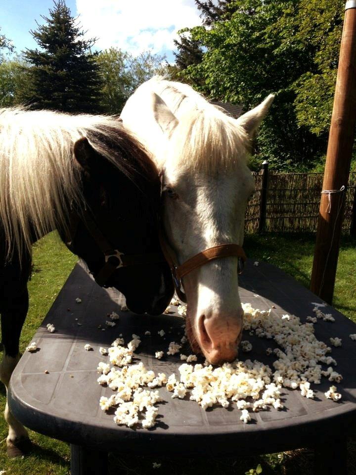Anden særlig race Claus (Snowboy) billede 14
