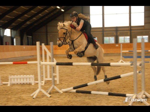 Fjordhest Romeo's Celine billede 8