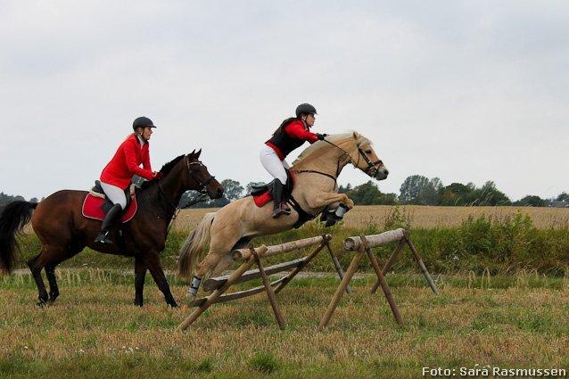 Fjordhest Romeo's Celine - rævehaleagt okt 2012 billede 10
