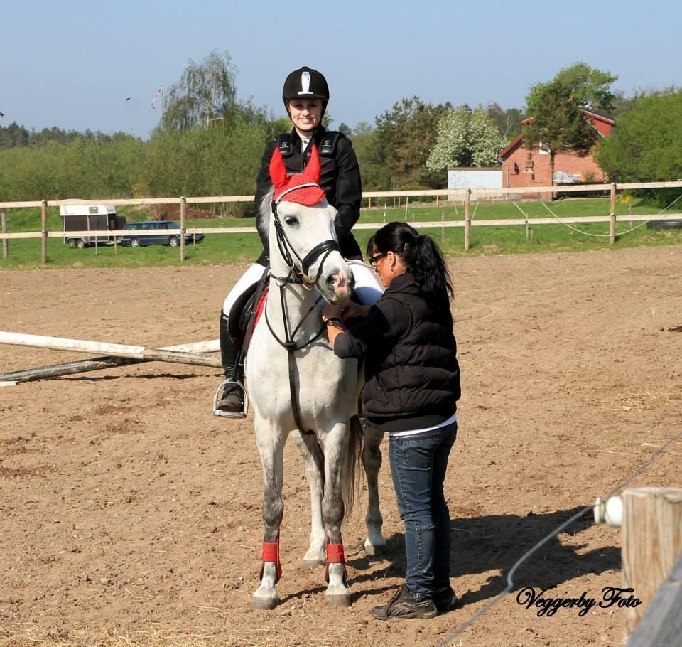 Anden særlig race Cæsar billede 6