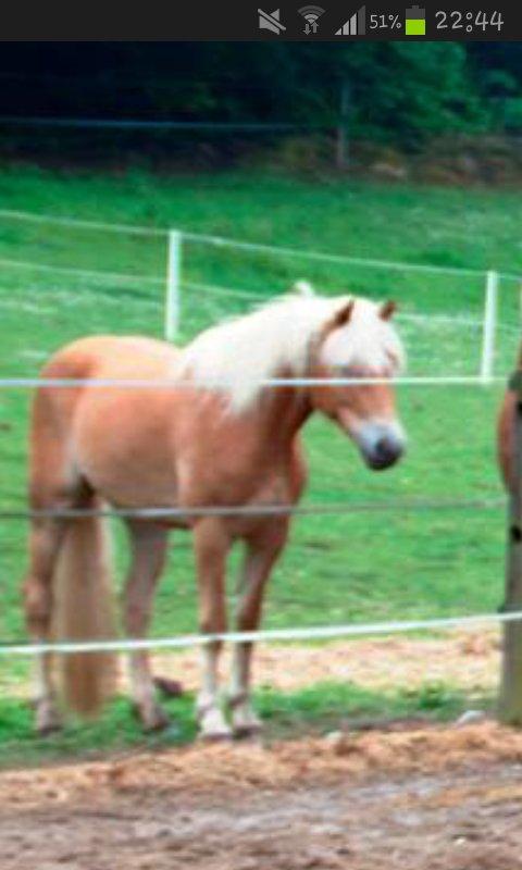 Tyroler Haflinger Fannie af Stenbek billede 11