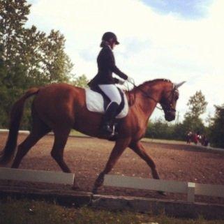 Dansk Varmblod Weltstern billede 7