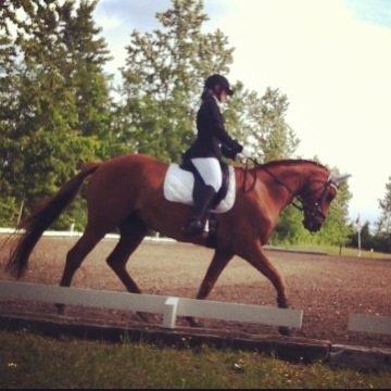 Dansk Varmblod Weltstern billede 8